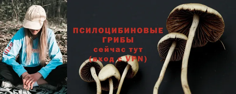 где купить наркоту  mega онион  Псилоцибиновые грибы Magic Shrooms  Казань 